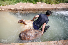 شستشو و پشم چینی بهاره در سروستان فارس