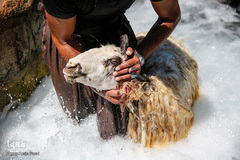 شستشو و پشم چینی بهاره در سروستان فارس