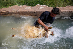 شستشو و پشم چینی بهاره در سروستان فارس