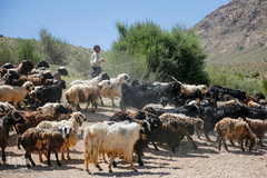شستشو و پشم چینی بهاره در سروستان فارس