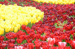 گلستان تبریز