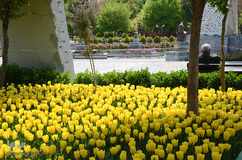 گلستان تبریز