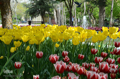 گلستان تبریز