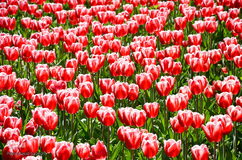 گلستان تبریز