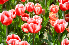 گلستان تبریز