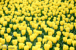 گلستان تبریز