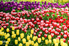 گلستان تبریز