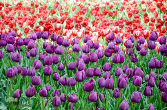 گلستان تبریز