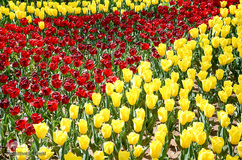 گلستان تبریز