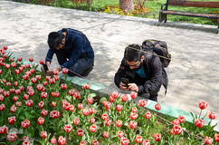 گلستان تبریز