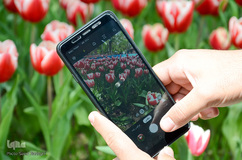 گلستان تبریز