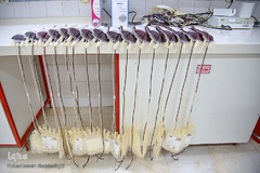 ماه رمضان فرصتی جهت اهدای خون