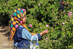 برداشت گل سرخ در خراسان جنوبی