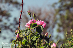 برداشت گل سرخ در خراسان جنوبی