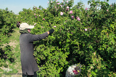 برداشت گل سرخ در خراسان جنوبی