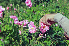 برداشت گل سرخ در خراسان جنوبی