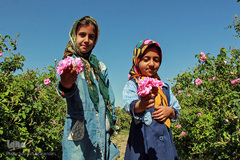 برداشت گل سرخ در خراسان جنوبی