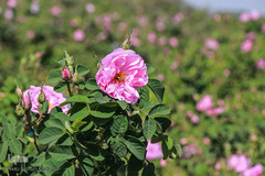 برداشت گل سرخ در خراسان جنوبی