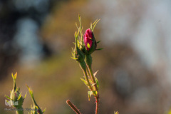 برداشت گل سرخ در خراسان جنوبی