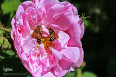 برداشت گل سرخ در خراسان جنوبی