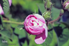 برداشت گل سرخ در خراسان جنوبی