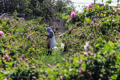 برداشت گل سرخ در خراسان جنوبی