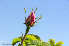 برداشت گل سرخ در خراسان جنوبی