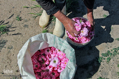 برداشت گل سرخ در خراسان جنوبی