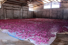 برداشت گل سرخ در خراسان جنوبی