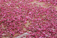 برداشت گل سرخ در خراسان جنوبی