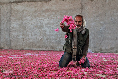 برداشت گل سرخ در خراسان جنوبی