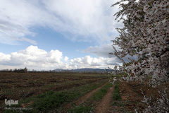 طبیعت بهاری صایین قلعه و داسداران