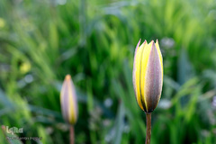 طبیعت بهاری صایین قلعه و داسداران