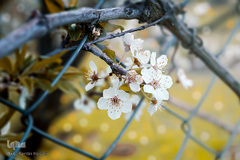 طبیعت بهاری صایین قلعه و داسداران