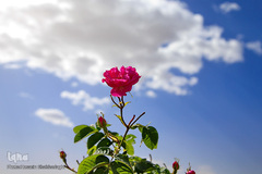 برداشت گل محمدی از مزارع موقوفه آستان مقدس حضرت معصومه(س)