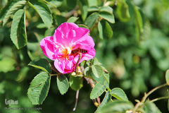 برداشت گل محمدی از مزارع موقوفه آستان مقدس حضرت معصومه(س)