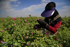 برداشت گل محمدی از مزارع موقوفه آستان مقدس حضرت معصومه(س)