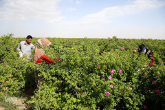 برداشت گل محمدی از مزارع موقوفه آستان مقدس حضرت معصومه(س)