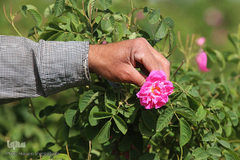 برداشت گل محمدی از مزارع موقوفه آستان مقدس حضرت معصومه(س)