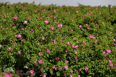 برداشت گل محمدی از مزارع موقوفه آستان مقدس حضرت معصومه(س)