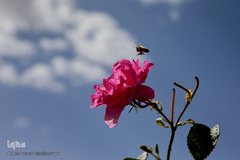 برداشت گل محمدی از مزارع موقوفه آستان مقدس حضرت معصومه(س)