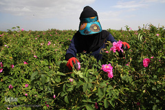 برداشت گل محمدی از مزارع موقوفه آستان مقدس حضرت معصومه(س)