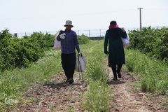 برداشت گل محمدی از مزارع موقوفه آستان مقدس حضرت معصومه(س)