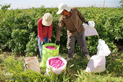 برداشت گل محمدی از مزارع موقوفه آستان مقدس حضرت معصومه(س)