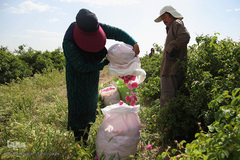 برداشت گل محمدی از مزارع موقوفه آستان مقدس حضرت معصومه(س)