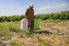 برداشت گل محمدی از مزارع موقوفه آستان مقدس حضرت معصومه(س)