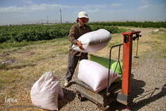 برداشت گل محمدی از مزارع موقوفه آستان مقدس حضرت معصومه(س)