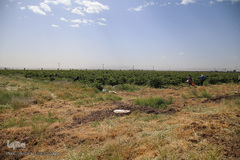 برداشت گل محمدی از مزارع موقوفه آستان مقدس حضرت معصومه(س)