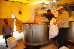 برداشت گل محمدی از مزارع موقوفه آستان مقدس حضرت معصومه(س)