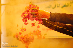 برداشت گل محمدی از مزارع موقوفه آستان مقدس حضرت معصومه(س)